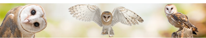 schleiereule nistkasten kaufen online handgemacht waldkauz